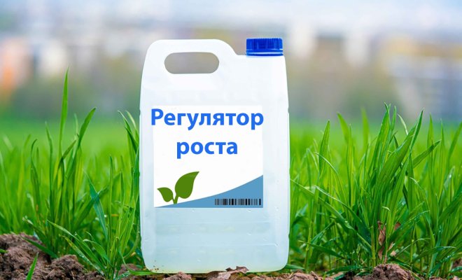 Разбираемся в стимуляторах и регуляторах роста растений