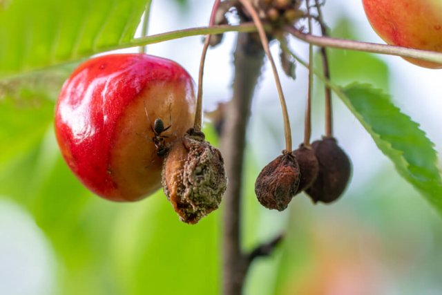 Вишня и вишневый кандидозный ожог: как распознать, предотвратить и лечить