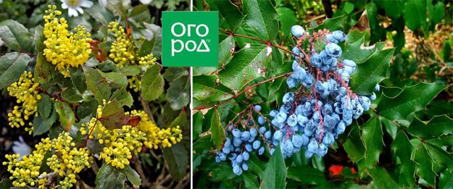 Топ-10 самых интересных видов и сортов заслуг в Мидлендсе