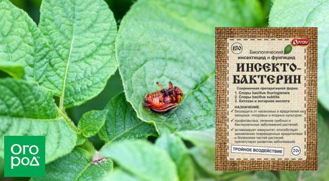 10 средств от колорадских жуков: народные и промышленные средства