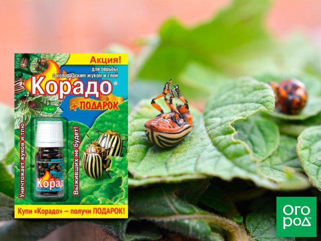 10 средств от колорадских жуков: народные и промышленные средства