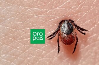 5 простых способов снять клеща с помощью подручных средств