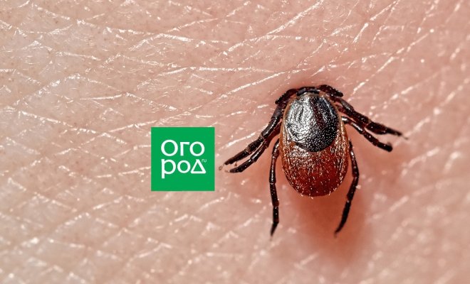 5 простых способов снять клеща с помощью подручных средств