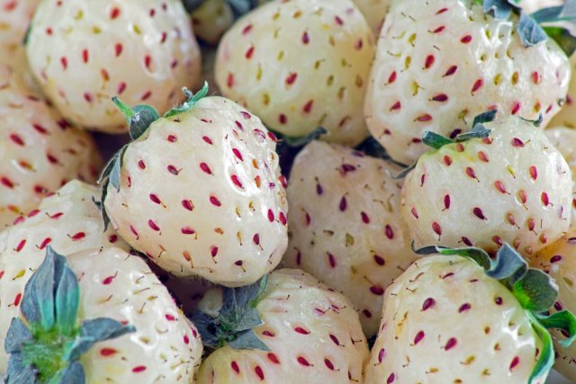 Белая клубника: как за ней ухаживать и какой сорт выбрать