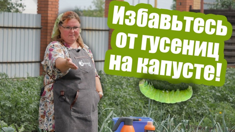 Как бороться с вредителями капусты на огороде: эффективные препараты и народные средства