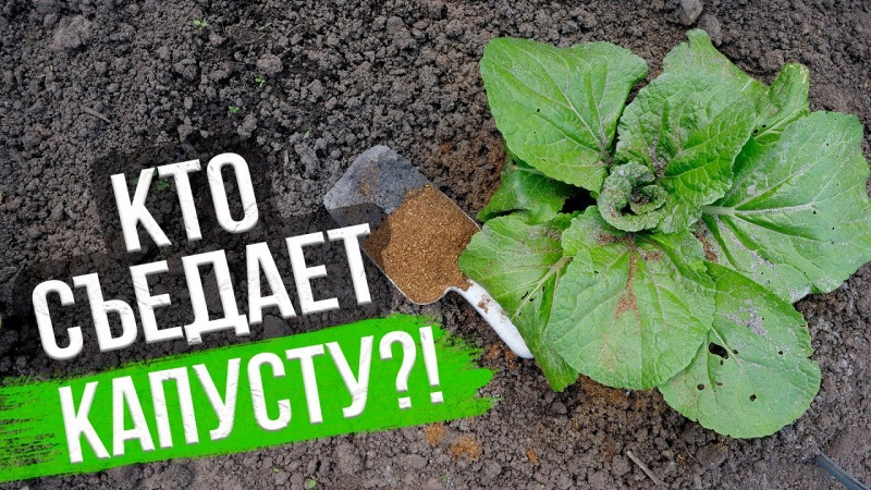 Как бороться с вредителями капусты на огороде: эффективные препараты и народные средства