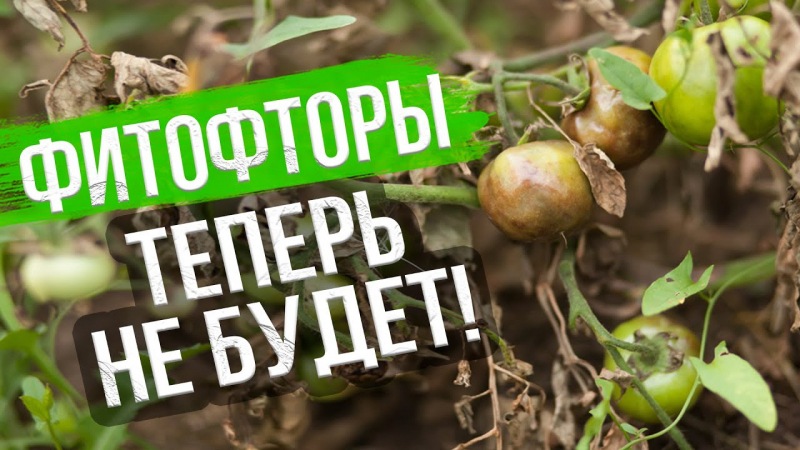 Как обработать помидоры от фитофторов в открытом грунте и теплице