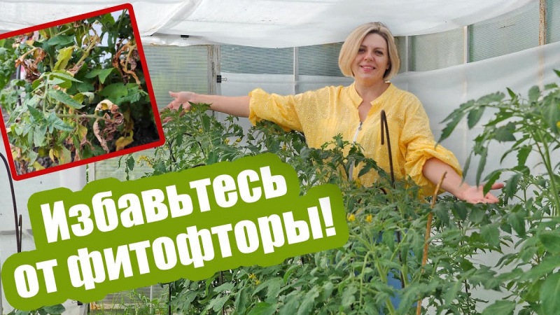Как обработать помидоры от фитофторов в открытом грунте и теплице