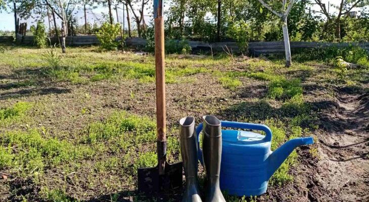 Как понять, что пора собирать урожай свеклы: названы главные признаки