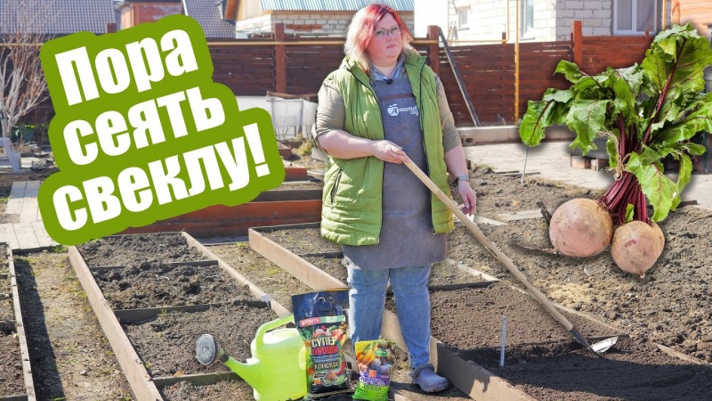 Удобрение свеклы открытого грунта от всходов до сбора урожая
