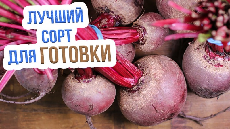 Удобрение свеклы открытого грунта от всходов до сбора урожая