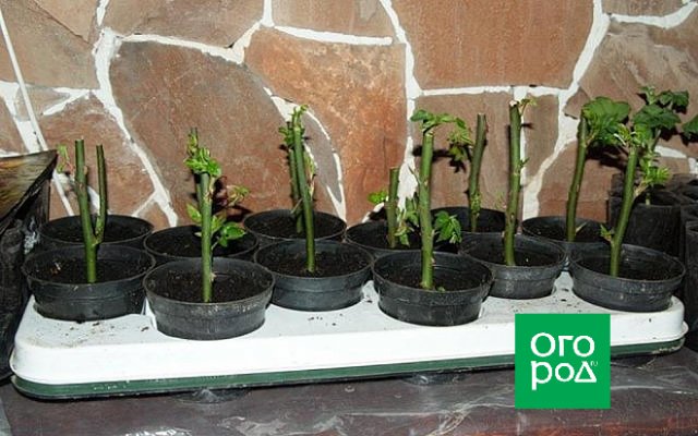 Розы в июле: Что можно и нужно делать «королеве цветов» в середине лета