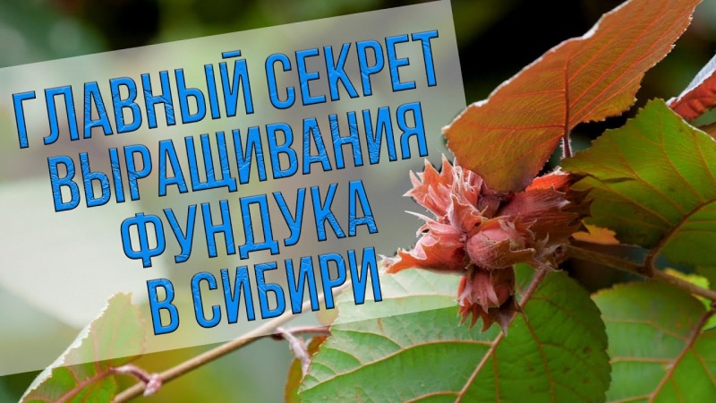 Выращивание арахиса: посадка и уход в Мидлендсе