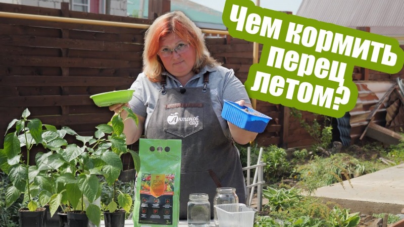 Чем подкормить перец в теплице и открытом грунте в августе: полезные удобрения для овощей