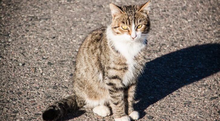Что сделать, чтобы коты не ходили на грядки: секреты защиты огорода от пушистых нарушителей