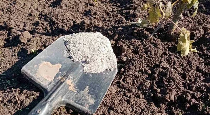 Что внести на грядки после уборки урожая: не ждите весны – начинать нужно в августе
