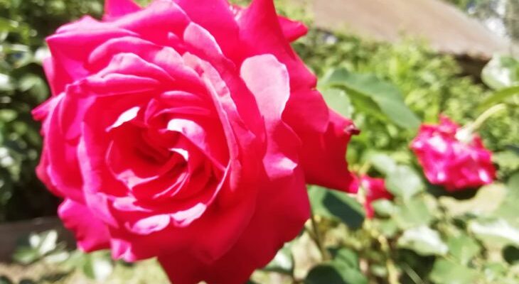 Где нельзя сажать розы: эту ошибку допускают даже некоторые опытные дачники