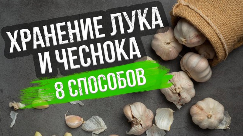 Сроки сбора чеснока зимой и весной в Подмосковье в 2024 году