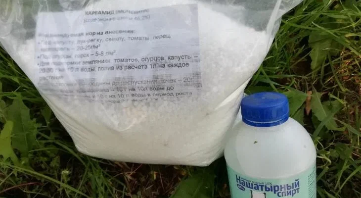 Названо простое средство для борьбы со слизнями: экологически чистое и недорогое