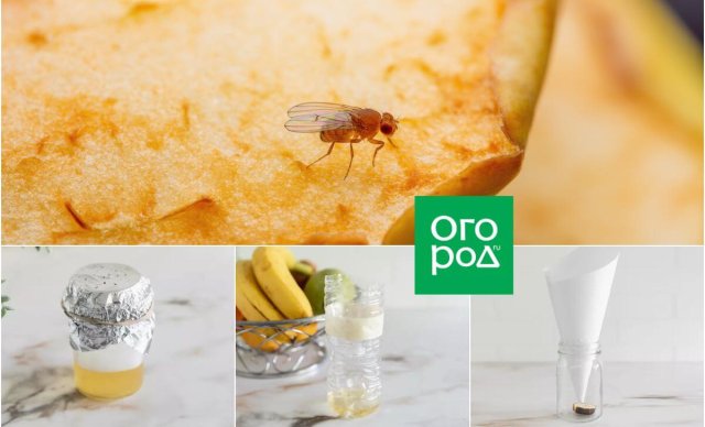 Плодовые мушки на кухне: откуда они берутся и как от них избавиться