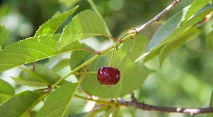 Почему желтеют листья на вишне: можно ли вылечить дерево