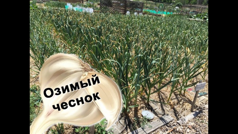 Полный календарь посадки чеснока под зиму в Уральском регионе в 2024 году
