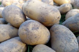 Сразу после сбора урожая картофеля посадите на освободившейся грядке именно это: в следующем году соберете еще больше клубней - дачная хитрость