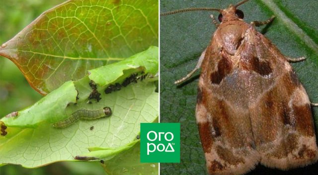 Вредители черники и методы борьбы с ними
