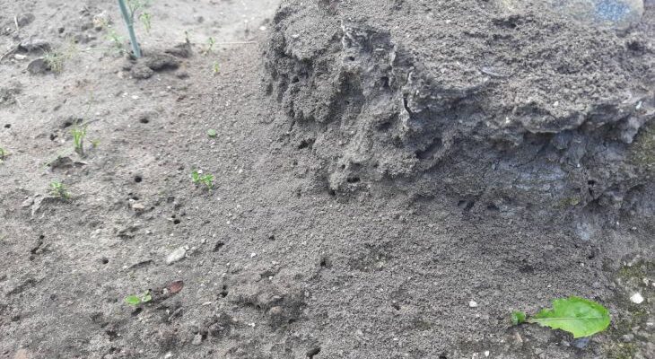 Засыпьте вечером, а наутро муравьев как не бывало: 3 рабочих способа избавиться от насекомых на огороде