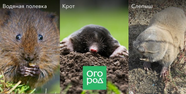 5 проверенных способов борьбы с кротами от читателей