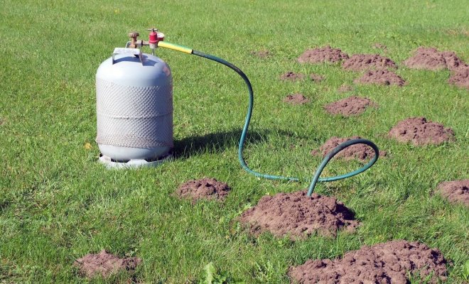 5 проверенных способов борьбы с кротом от наших читателей