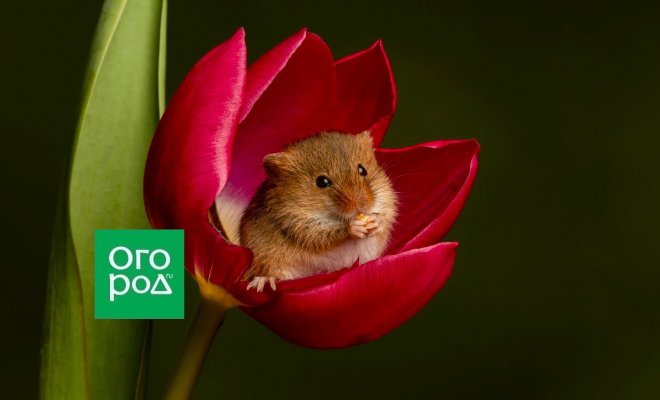 5 способов защитить тюльпаны от мышей