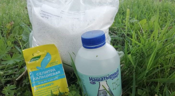 Чем подкормить малину в сентябре: урожай поразит своим богатством