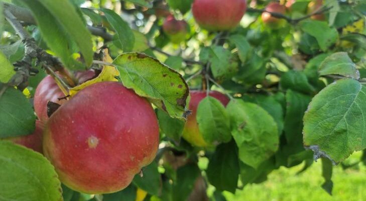 Не откладывайте на весну: какие деревья и кустарники стоит посадить на даче осенью