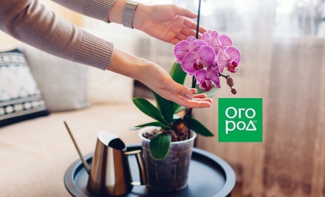Орхидеи для новичков