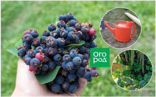 выращивание и выращивание ирги: сорта и особенности