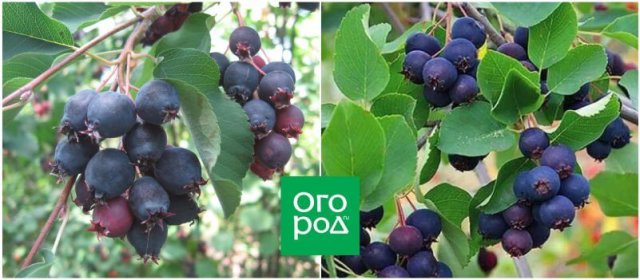выращивание и выращивание ирги: сорта и особенности
