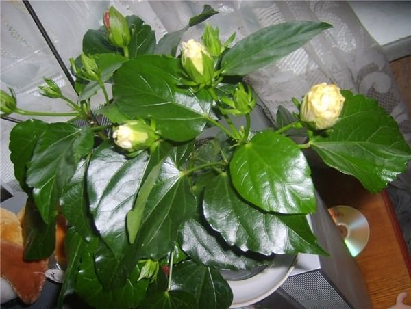 Красный цветок гибискуса