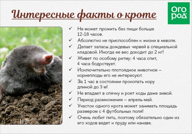 Как ловить кротов с помощью обычной трехлитровой банки