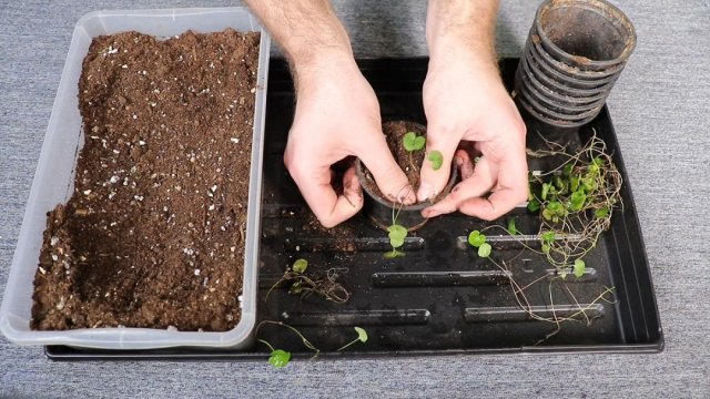 Как зимуют рододендроны