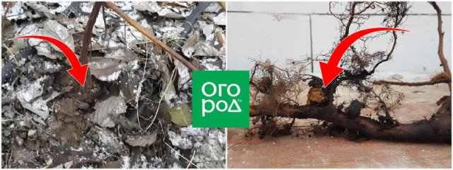 Рак корня малины – как его распознать и устранить