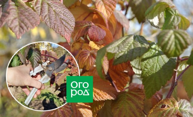 Осенний долив: нормы воды для деревьев и кустарников