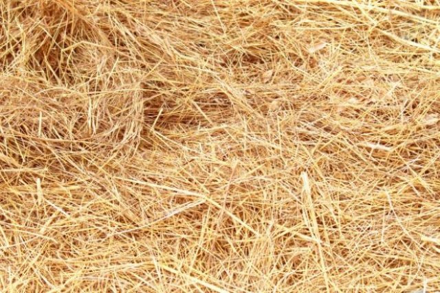 Чем заменить еловые ветки: 7 неплохих вариантов укрытия