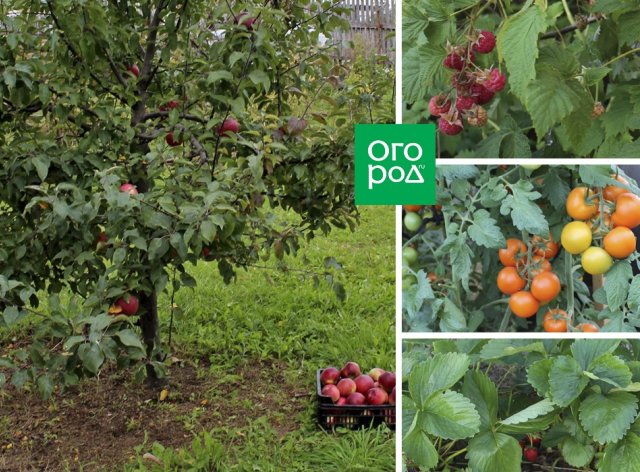 Что можно посадить рядом с грецкими орехами