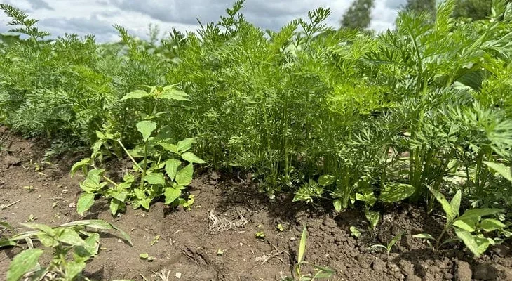 Как спасти морковь от болезней и вредителей: помогут эти 2 полива