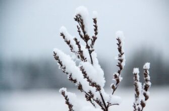 Можно ли вносить удобрения, если выпал снег: что говорят дачники