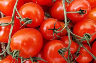 Как получить хороший урожай вкусных помидоров в квартире: несколько простых правил