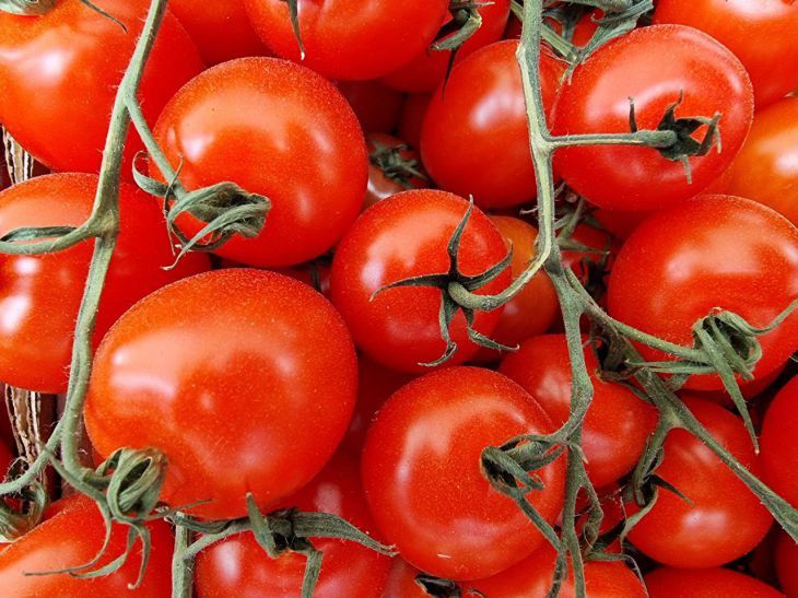 Как получить хороший урожай вкусных помидоров в квартире: несколько простых правил
