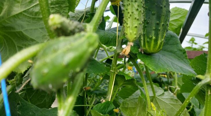 После каких культур нельзя сеять огурцы: ошибки 90 % огородников