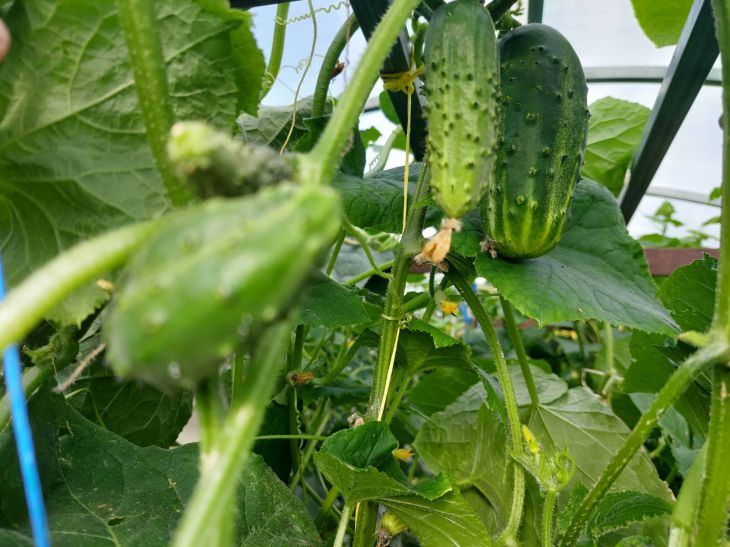 Какие культуры нельзя сажать после огурцов: ошибки 90% огородников
